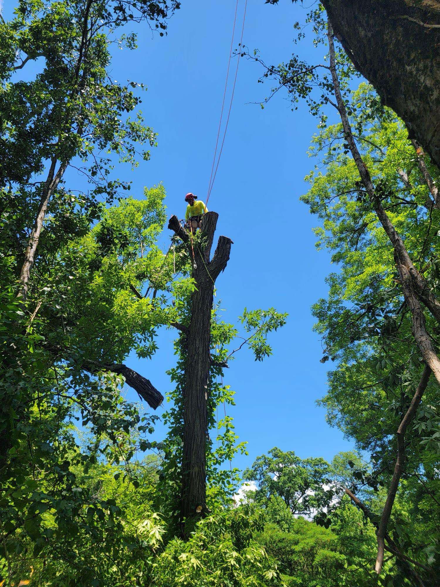 Rango Tree Services LLC added a... - Rango Tree Services LLC