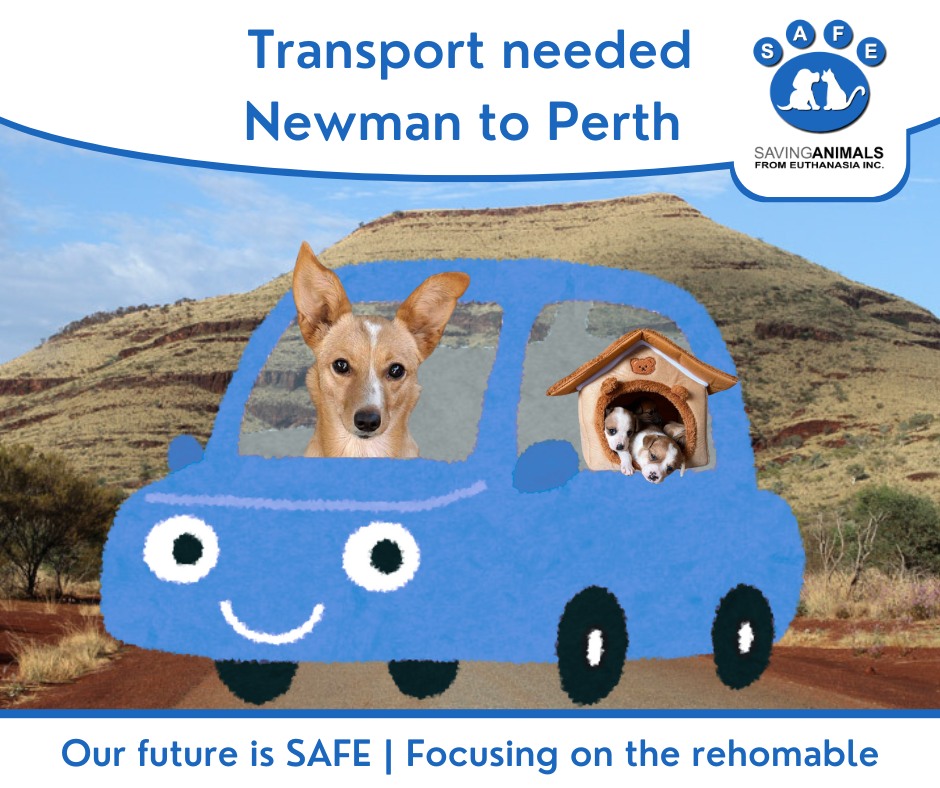 SAFE Newman - 🚗 TRANSPORT FOUND 🐾 Foxie has found a SAFE... | Facebook