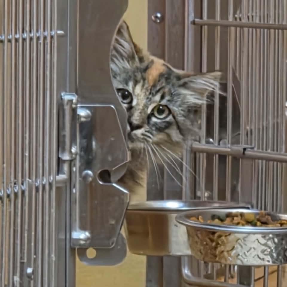 🐾 Thinking about adopting a cat or kitten? We’d love to help you find ...