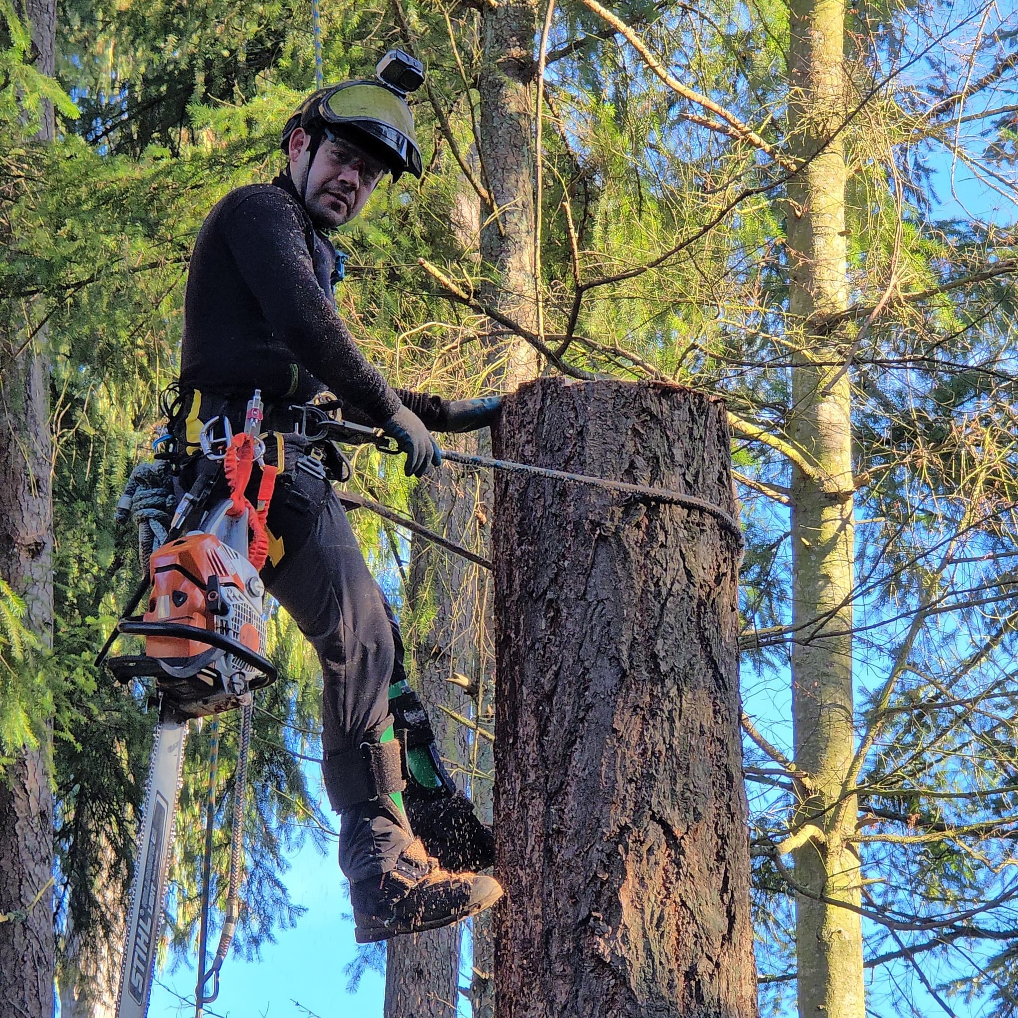 Rigging branches. This technique prevents damage to buildings and ...