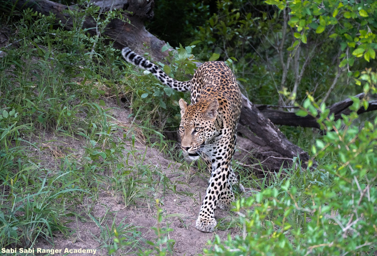 Sabi Sabi Ranger Academy
