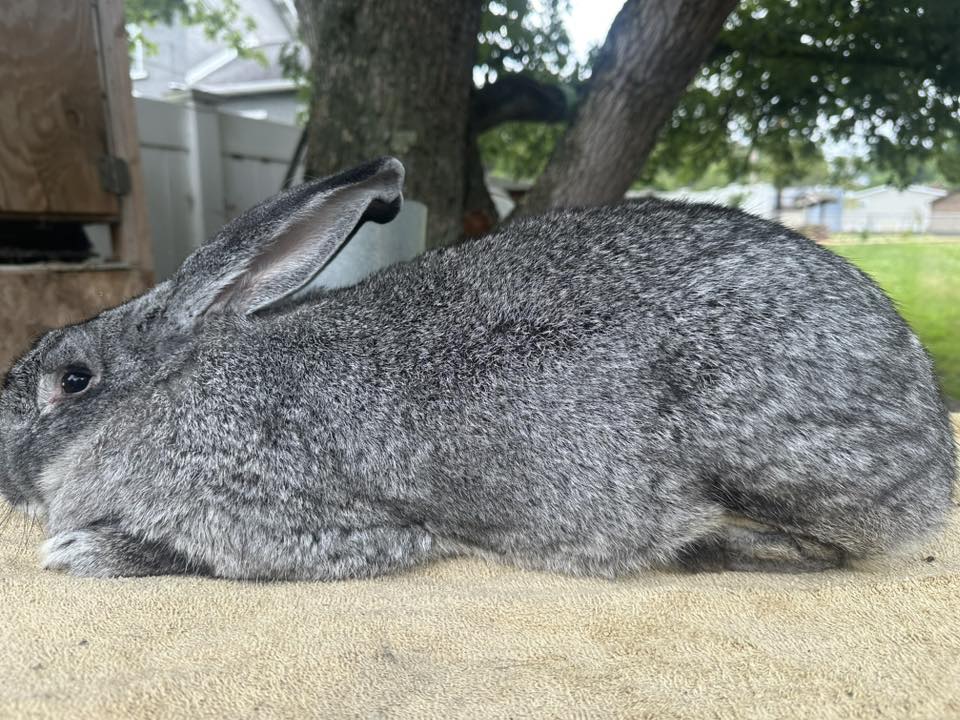 Giant Ear Rabbitry | Lemont Furnace PA