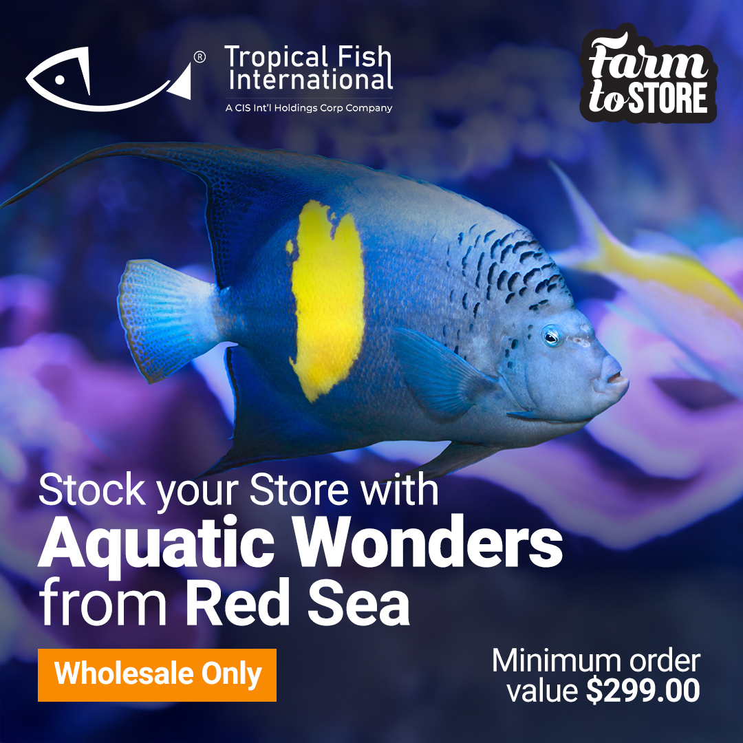 Etropicalfish - 🌊 Unveil the Magic of the Red Sea! 🌊 ... | Facebook