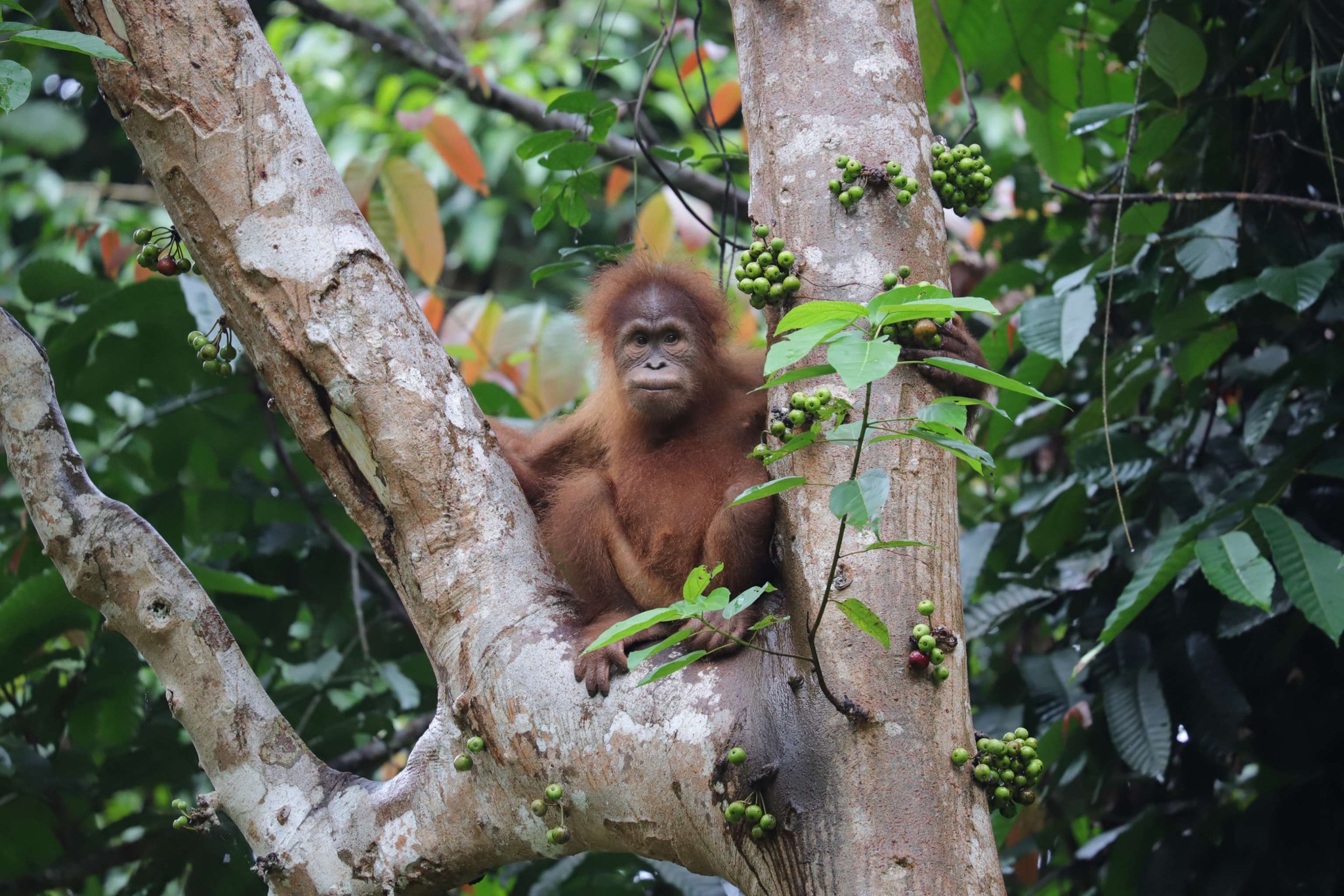 The Orangutan - 🌿 🌍 Today is World Habitat Day! 🌍 🌿 And a powerful ...