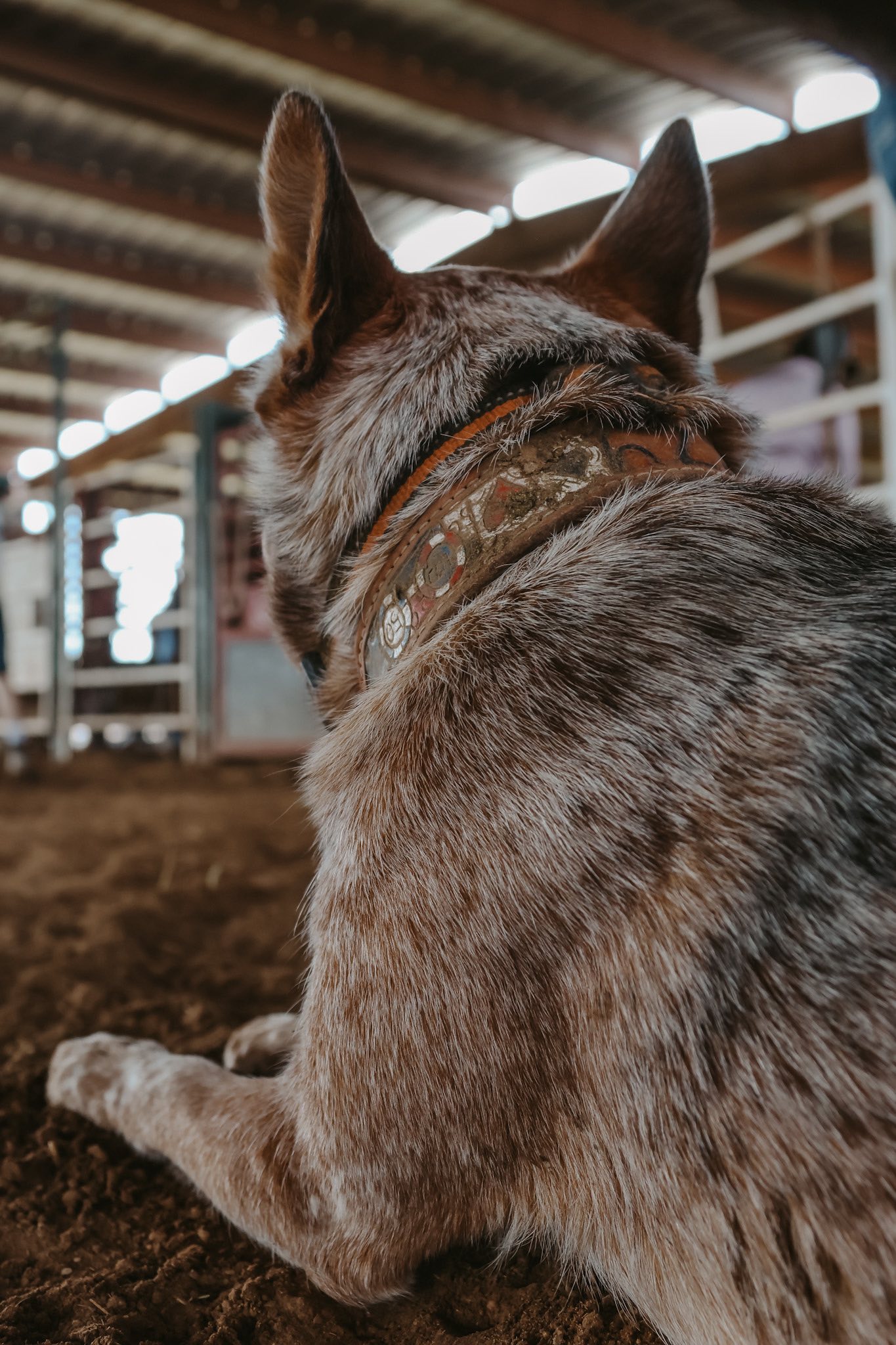 red heeler energy: focused... - Wild Rose Rodeo Photography | Facebook