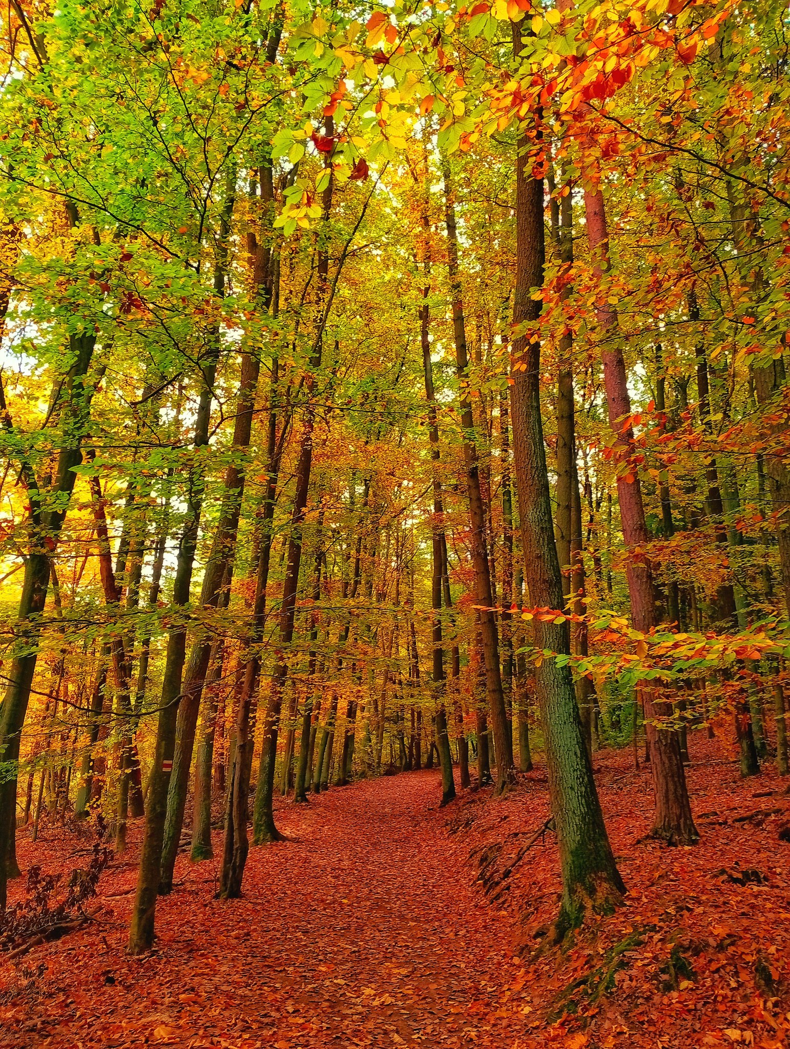 Amatérský - Lesní ticho v podzimních barvách 🍁🍂🍁🍂 | Facebook