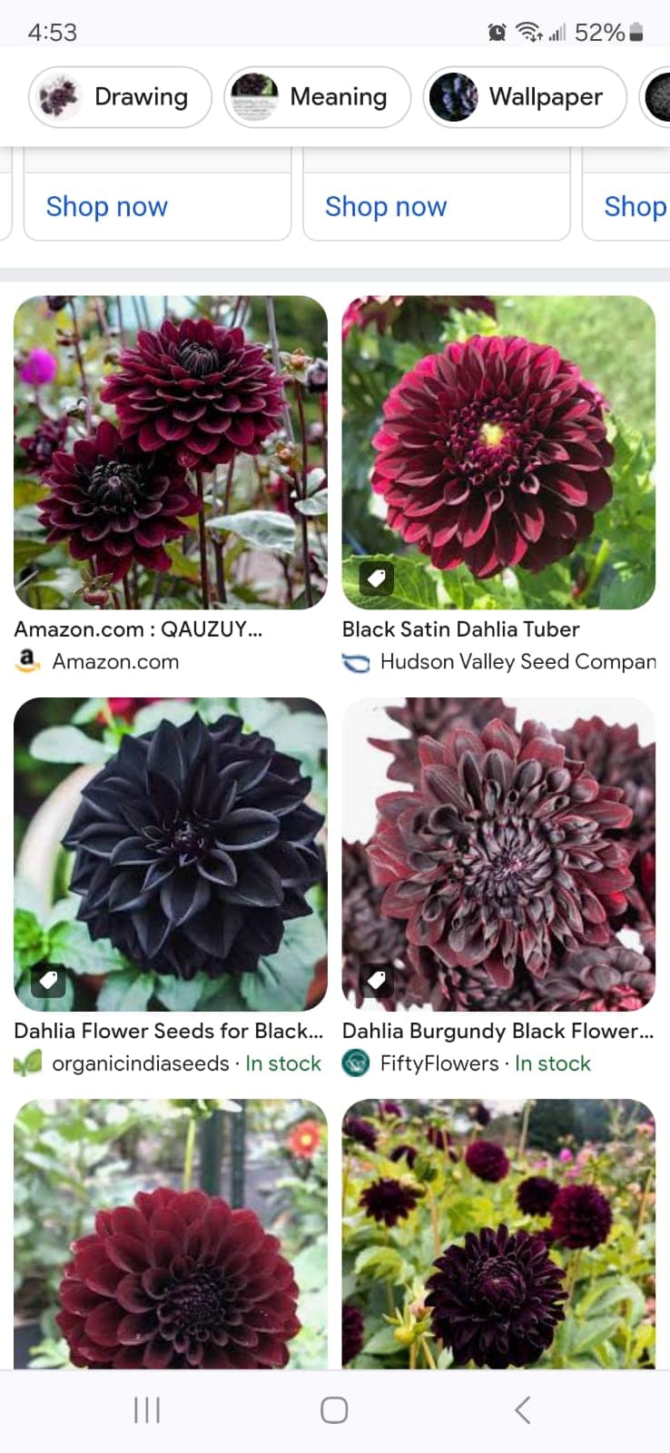 Where to find black roses, black dahlias, and black calla lilies