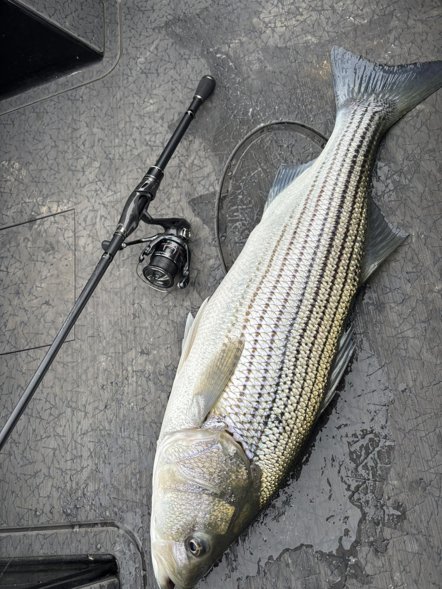 Blue Current lll 711 - this is definitely a fun and versatile rod