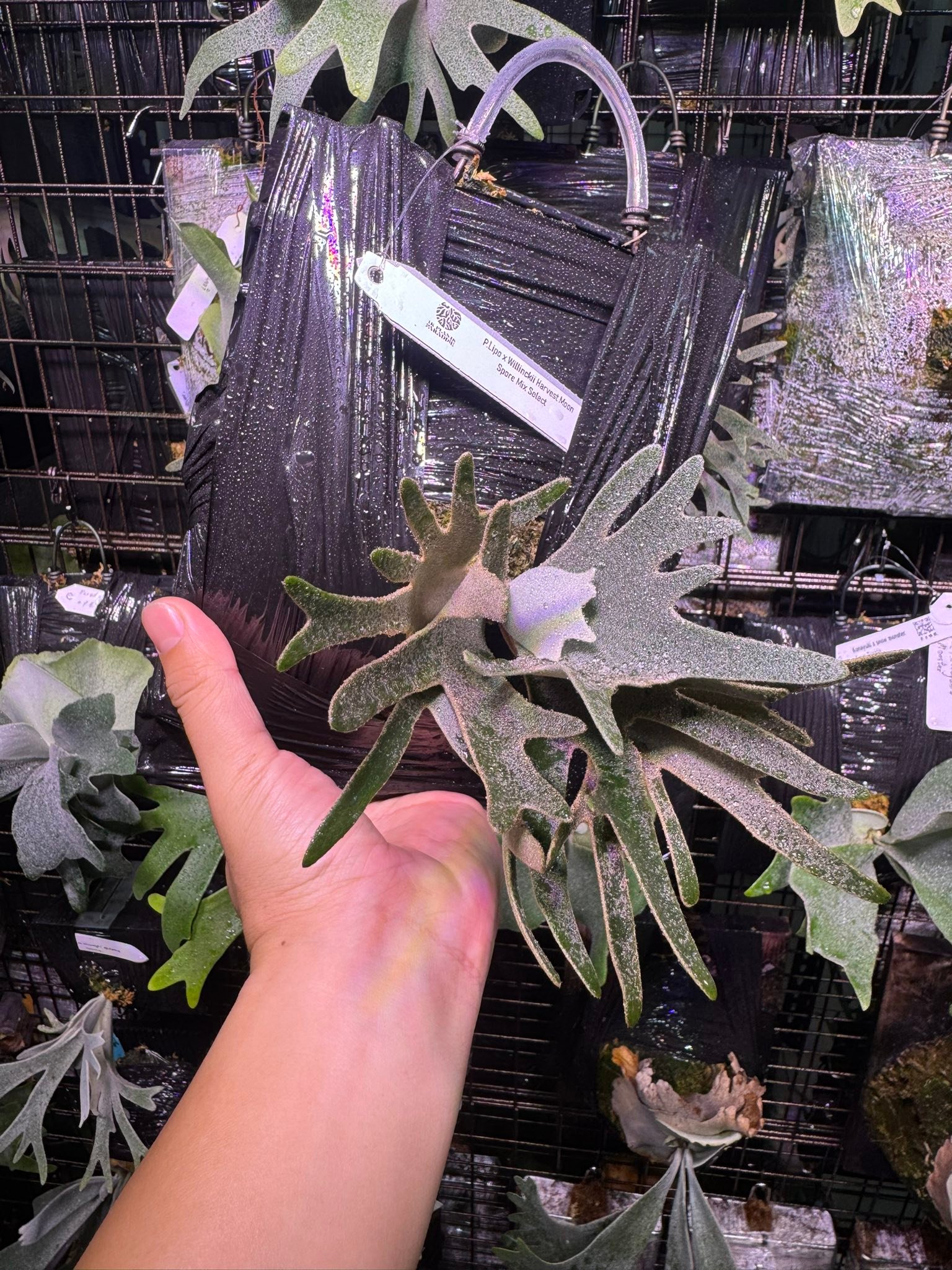 沙士雪碧說： 不語不言，卻是自然最深的低語。 P.Lipo+P.Harvest Moon 