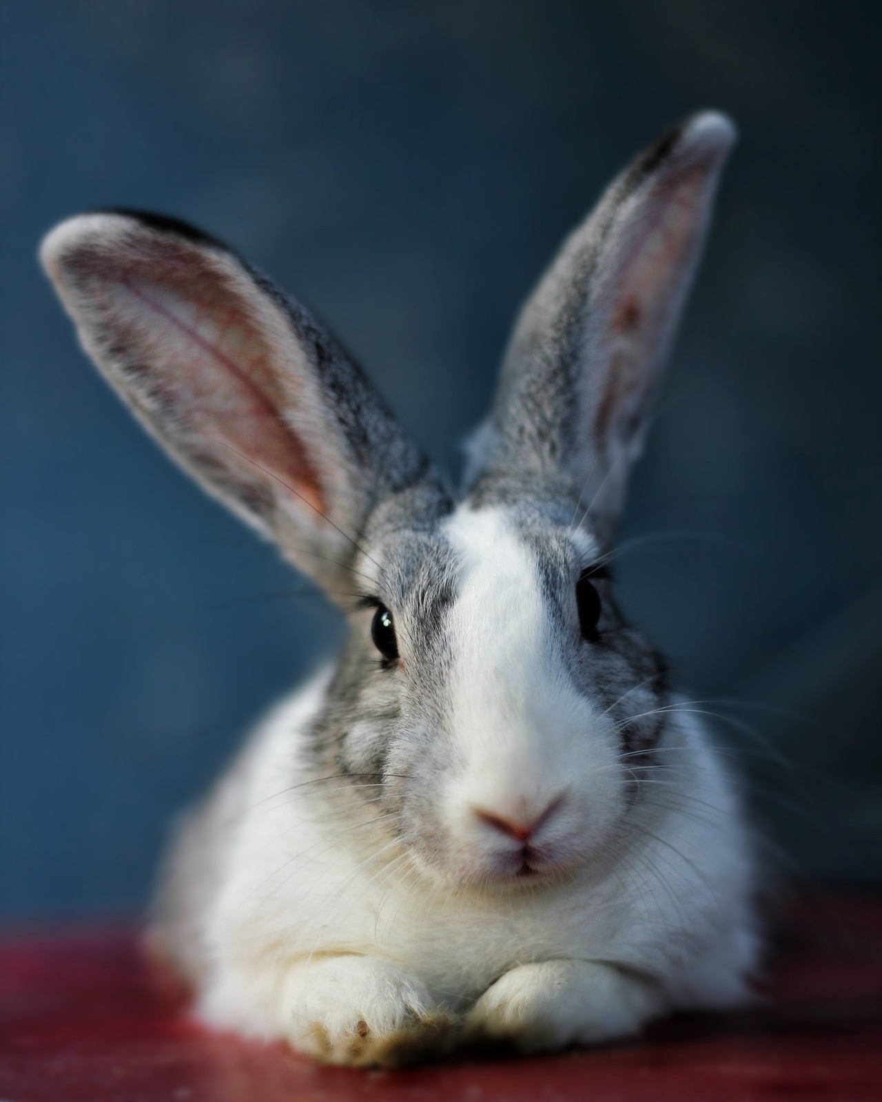 Rabbit Club | New York NY