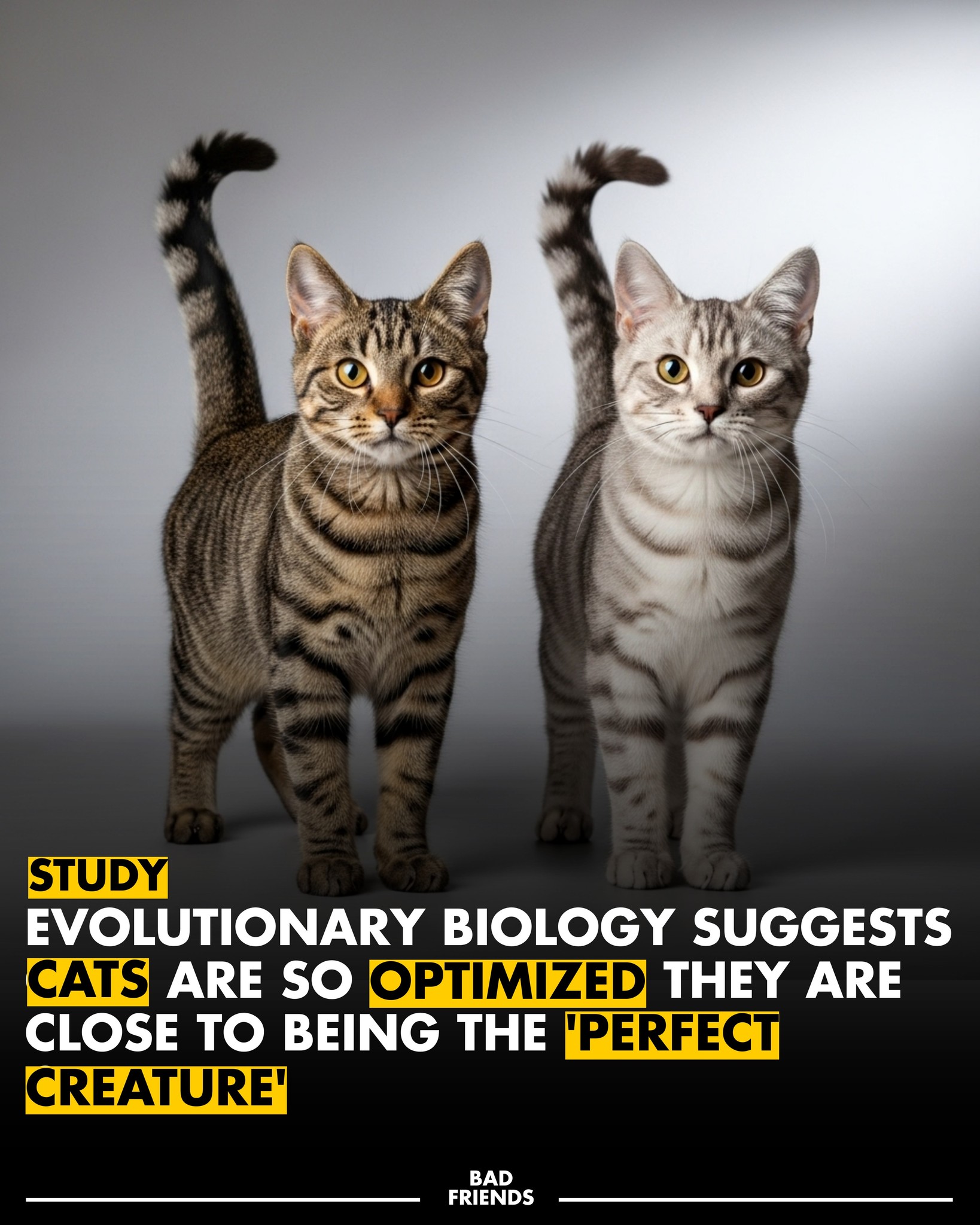 Bad Freinds - Cats are often called evolutionary... | Facebook