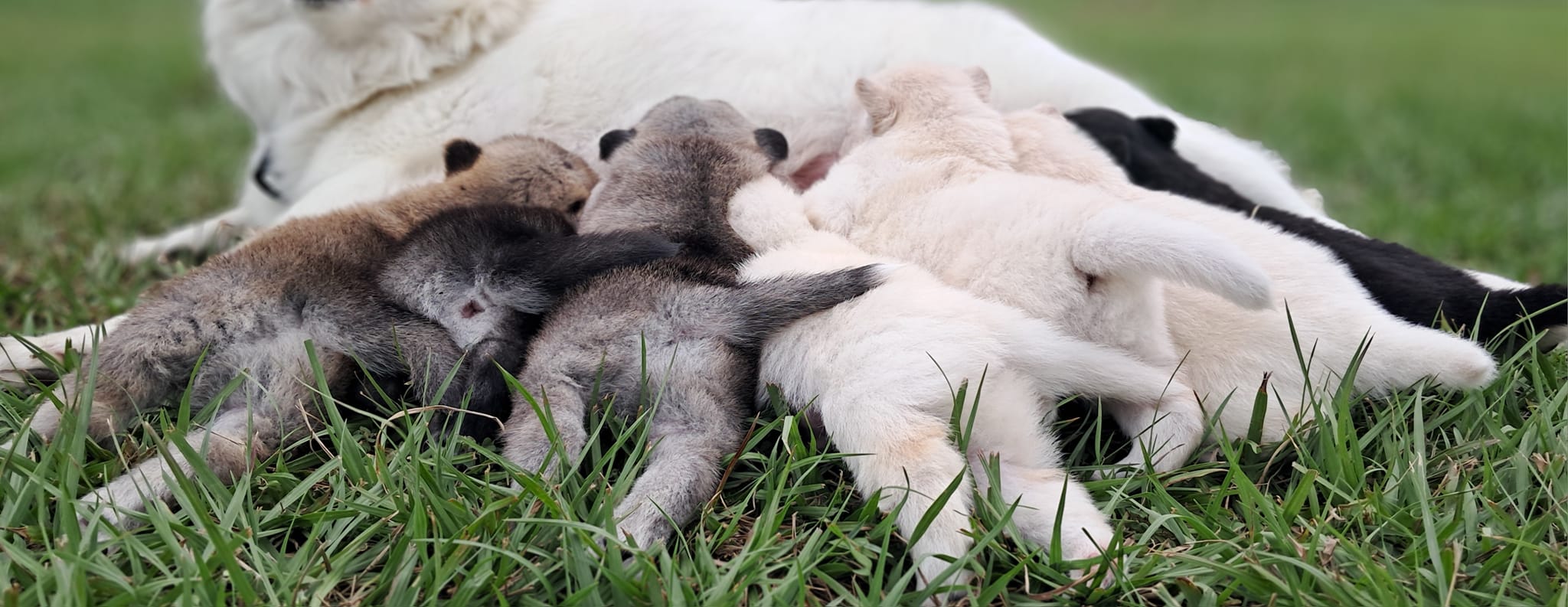 Dogs By Design | Woodford QLD