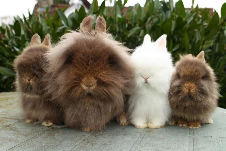Houston Bunnies/Rabbits | I’m located in Houston and looking for a ...