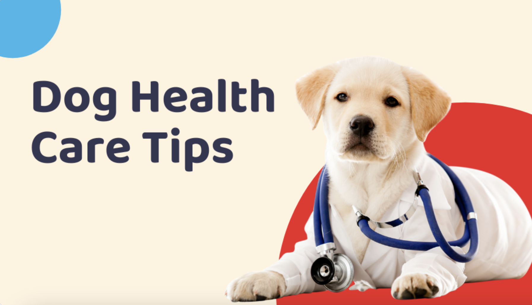 Photo inspiration: Dog Care Tips Photo Inspiration