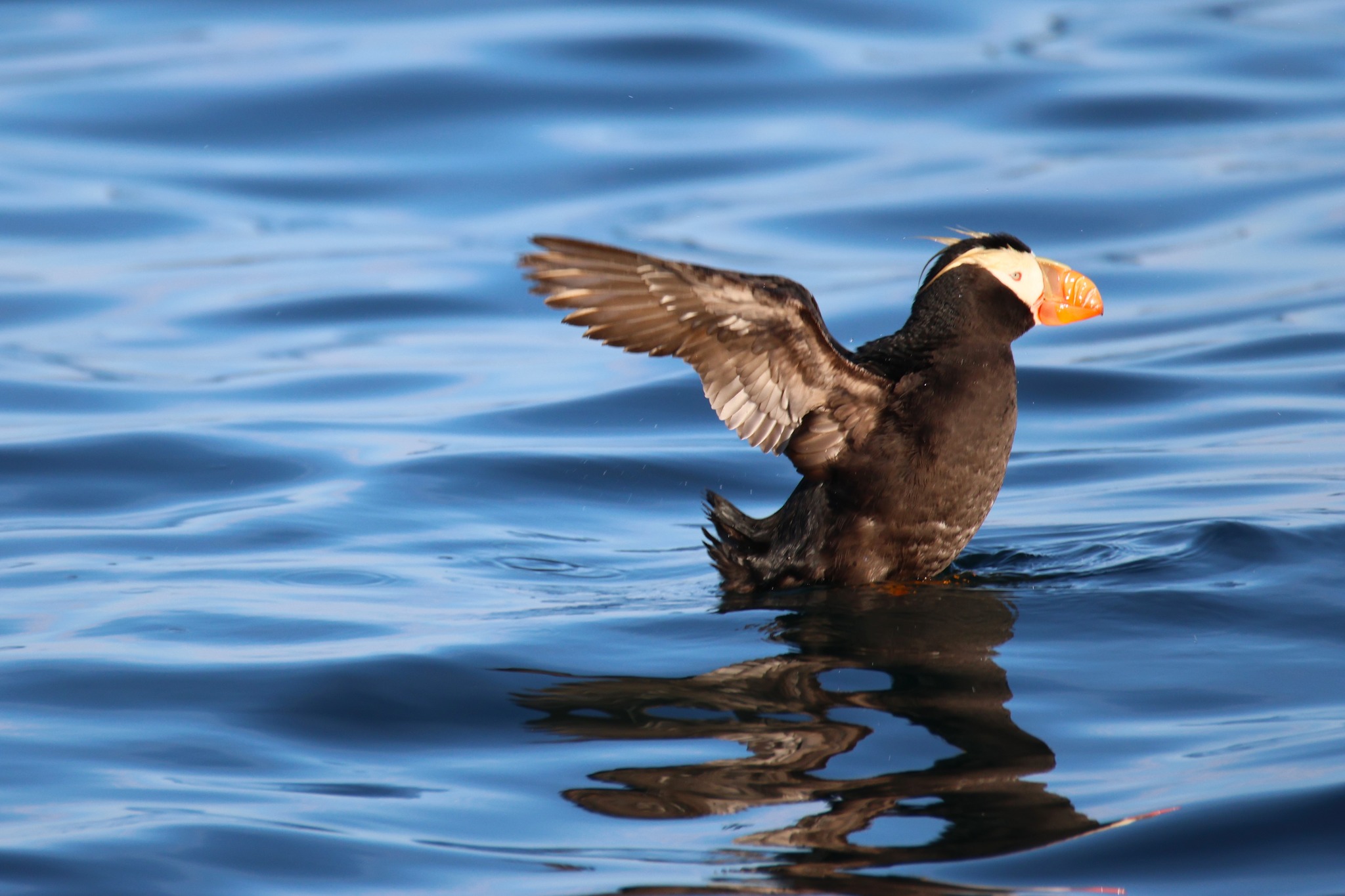 Puffins near protections island. Taken with a large zoom and cropped.