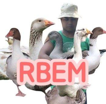 Rbem Waterfowl