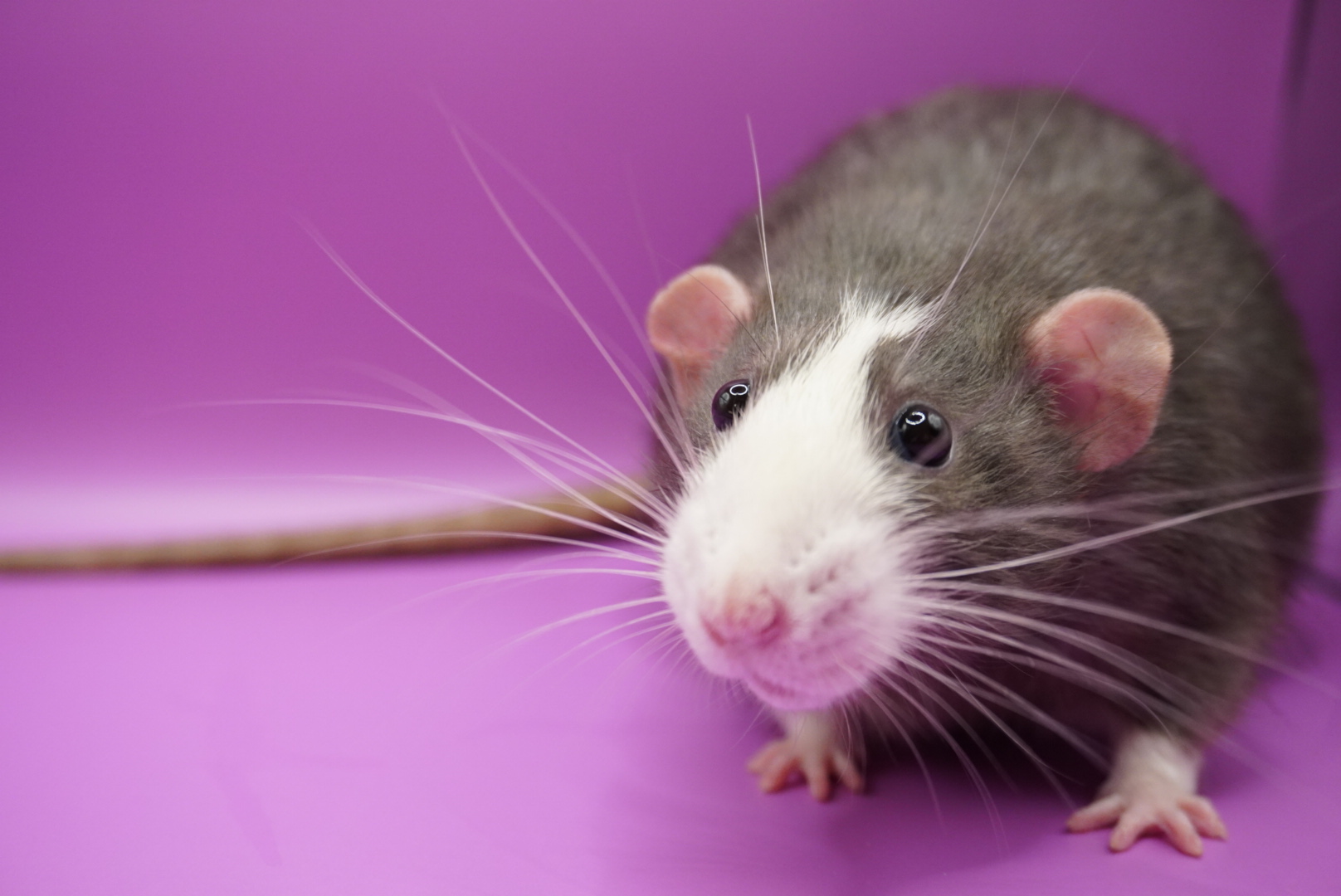 Rattery Wiggles | Groningen