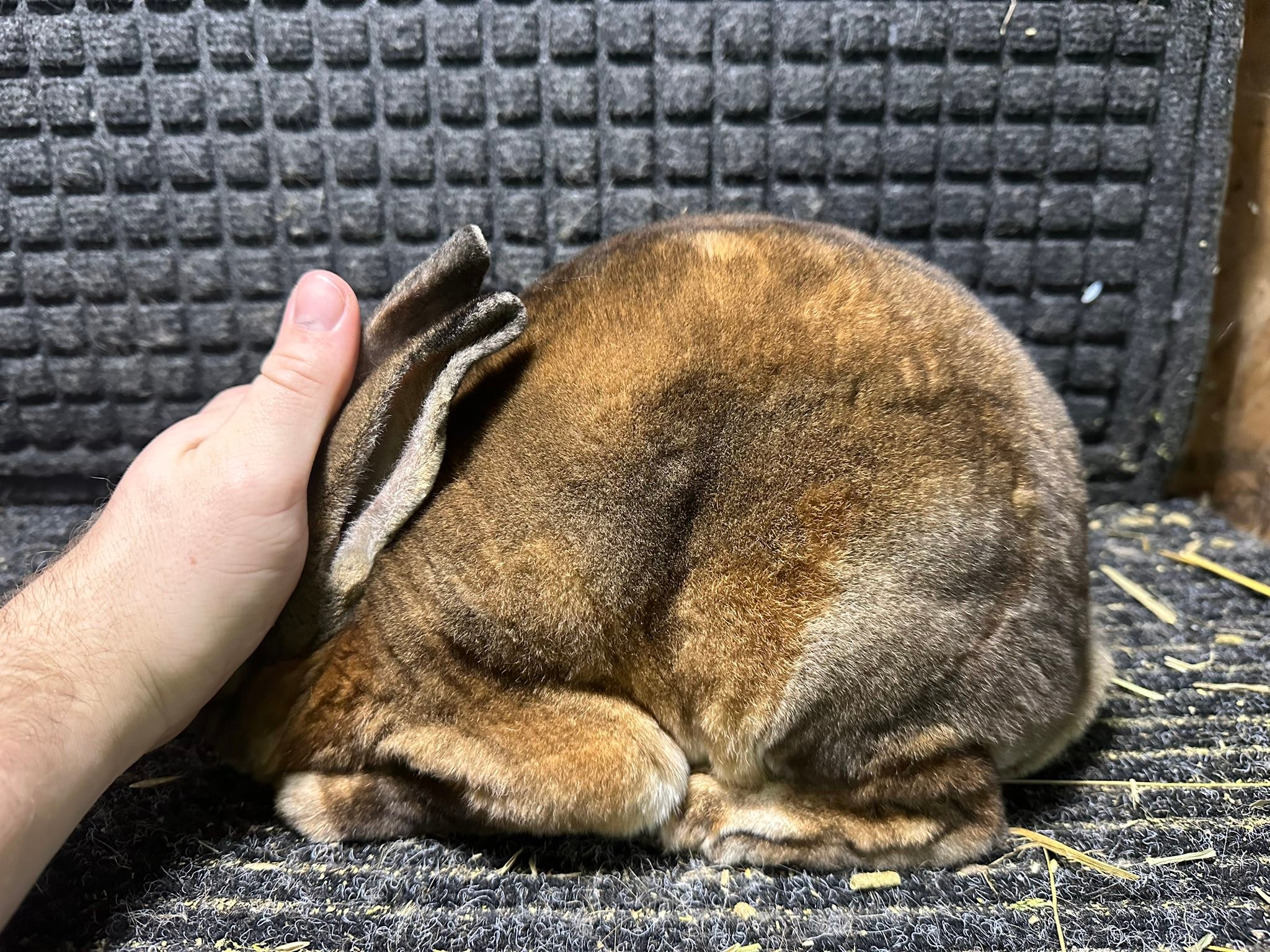 Giant Ear Rabbitry | Lemont Furnace PA