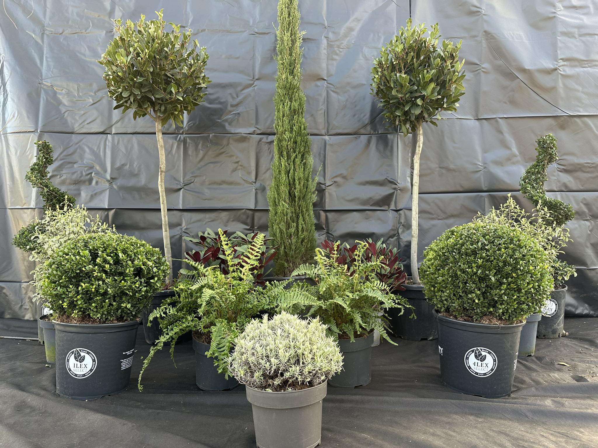 Parks Brothers Garden... - Parks Brothers Garden Center