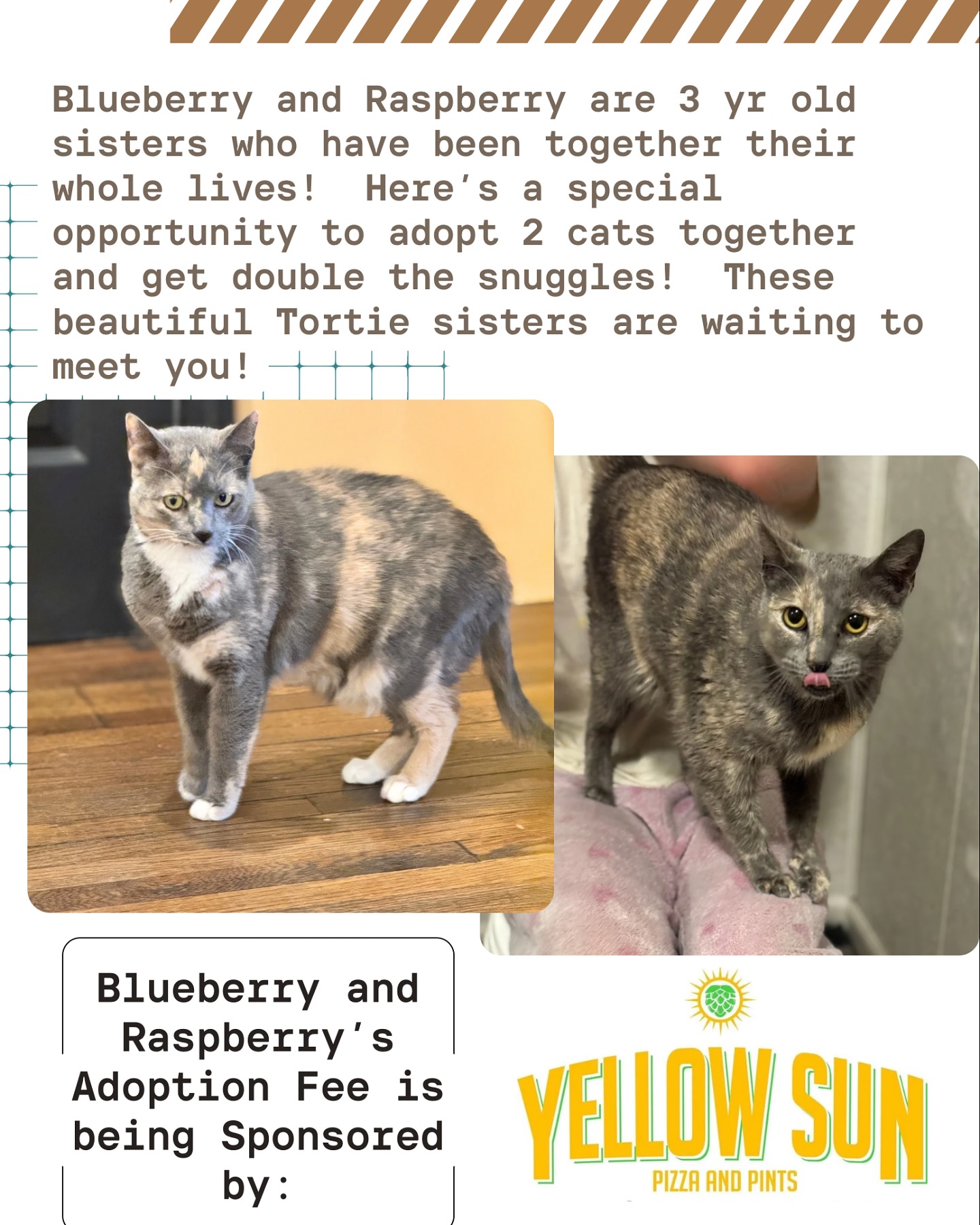 Whisker - We are so excited to share that Yellow Sun Pizza and Pints is ...