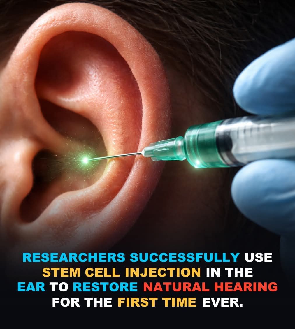 Ear - Scientists have reached a major milestone in hearing research by ...