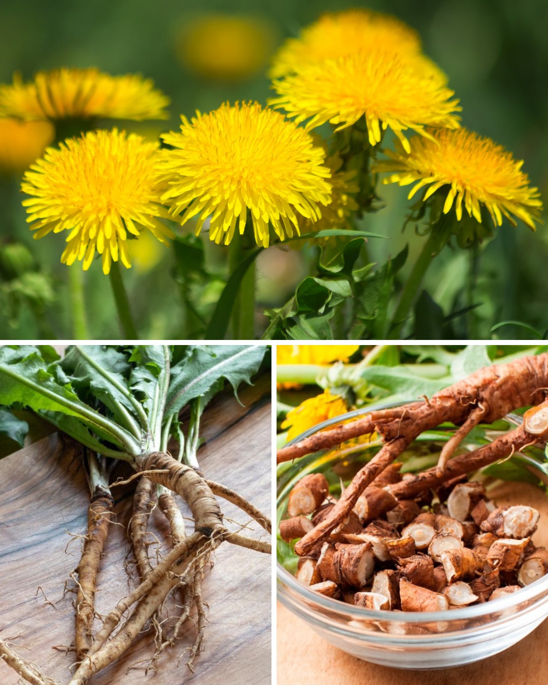 Garden - A Medicinal Treasure: Why Dandelion Roots are celebrated for ...