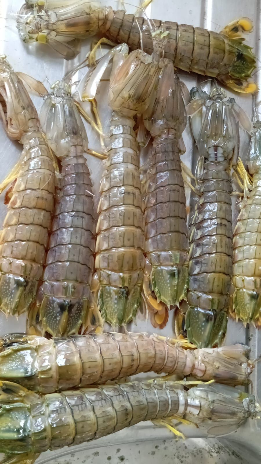 吃在汶莱 Eat in Brunei | Satak Fresh Baru dapat ada 1.6KG ($32) | Facebook