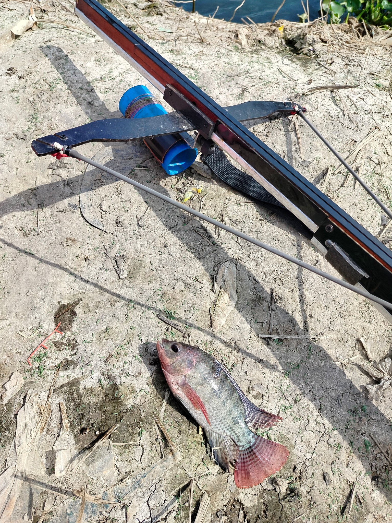bandit tail fishing lures 100 Series Citrus Shad Color:1 Copper/Black Arm instead of rising Subseries:Ugly Stik Elite Baitcaster Rod Baitcasting Reel