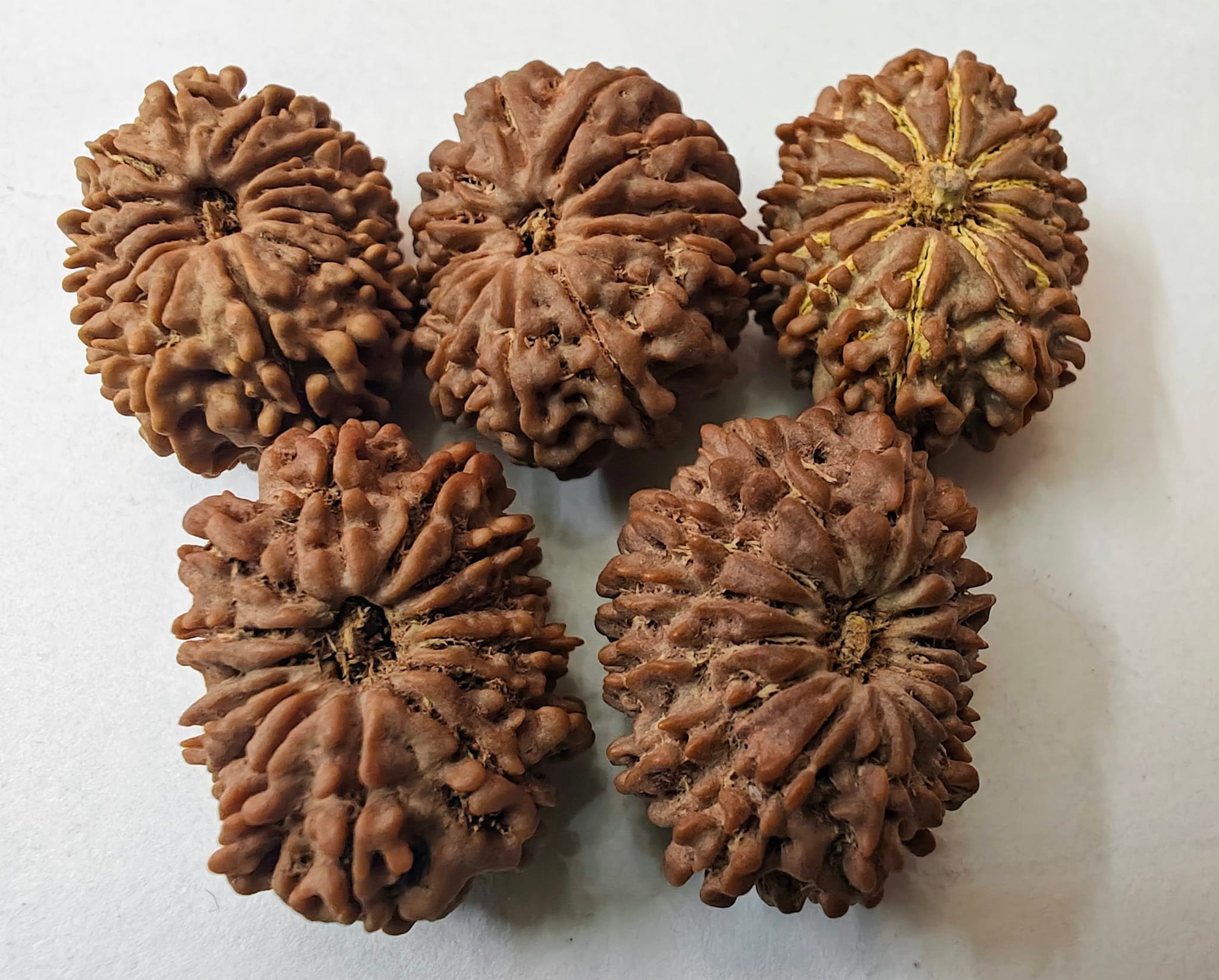 Pashupati Mala - Nepali 14 mukhi Rudraksha 26-27 mm...
