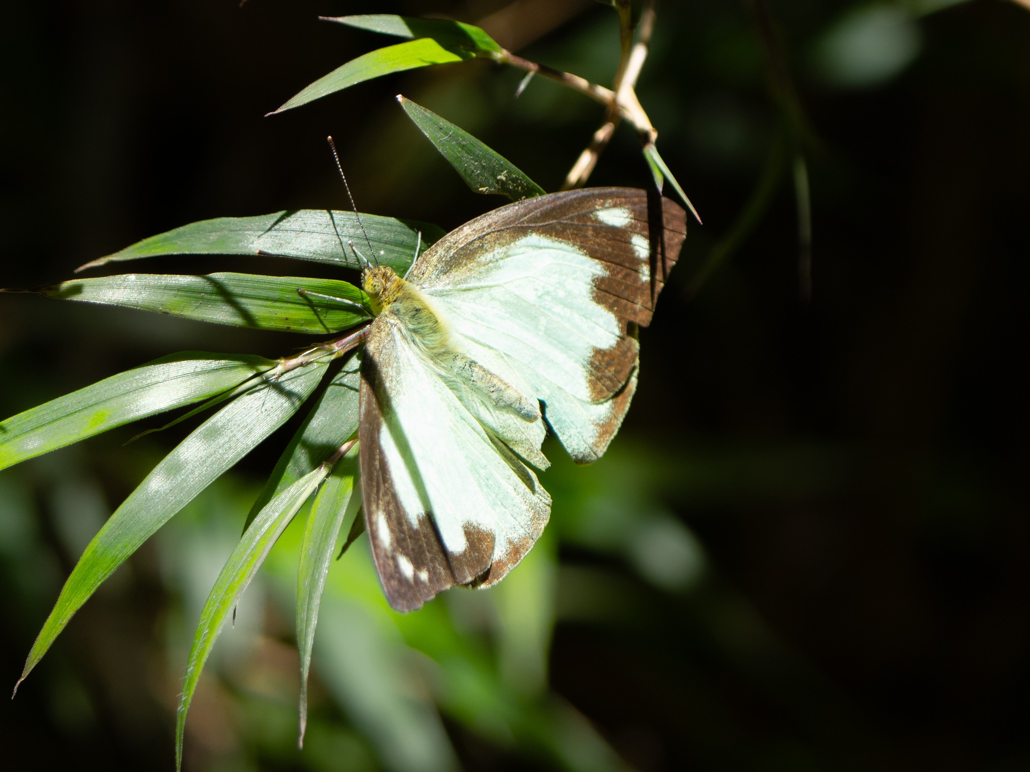 Risuz Wildlife & Nature Photography