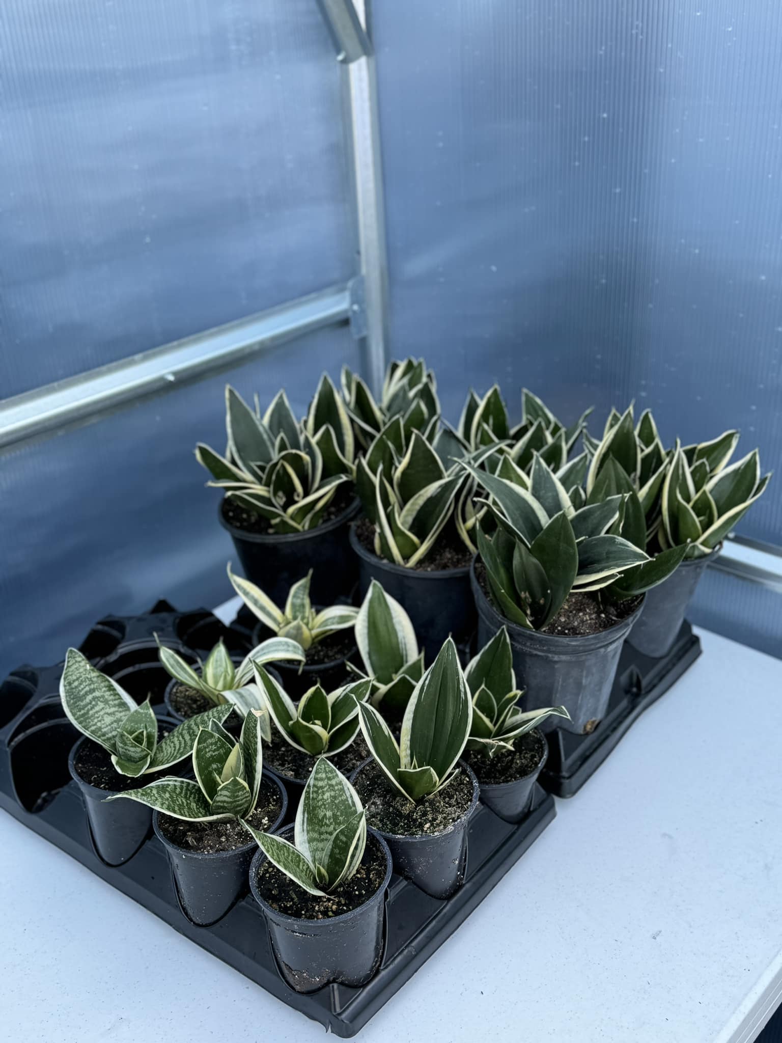 Is my snake plant producing new leaves?
