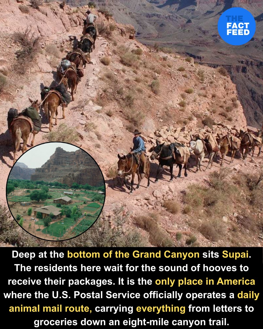 🐴 The Last Mule Train: America's Most Remote Mail Route