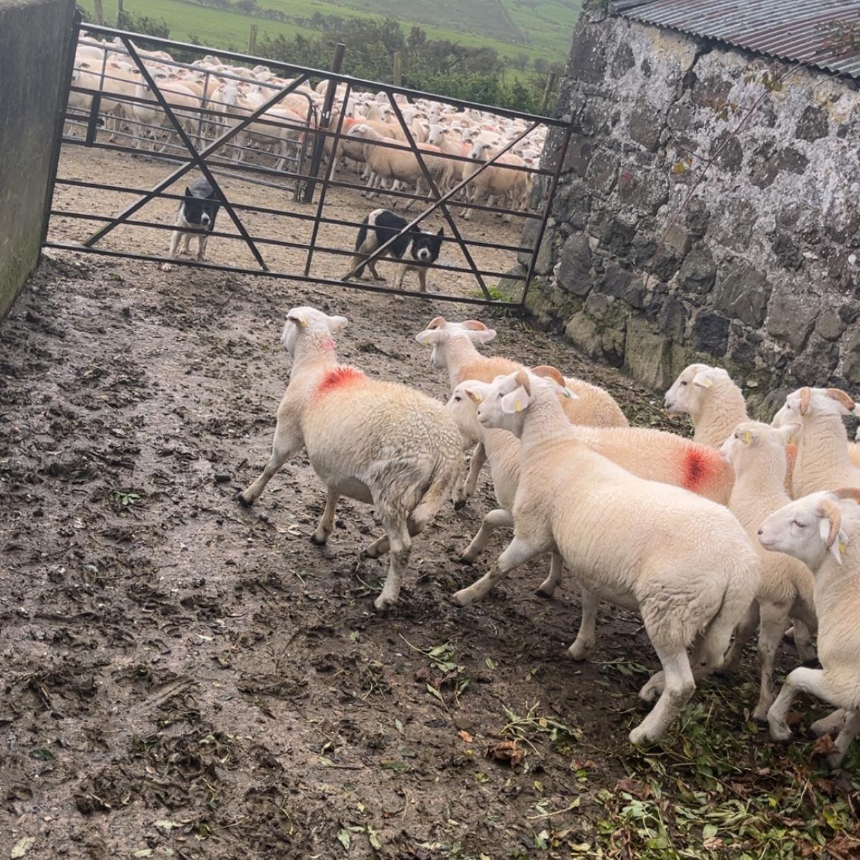Working sheepdog small talk | If your texting for a chat don’t bother ...