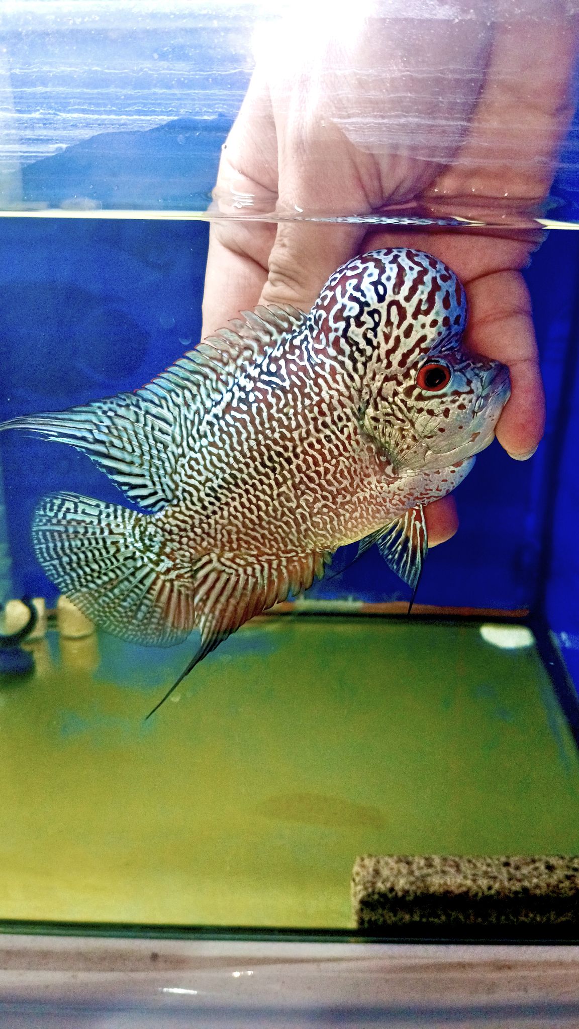 Supreme Flowerhorn