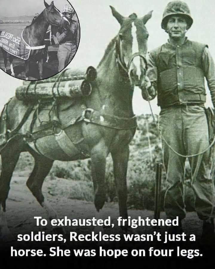That Should Be A Movie: Sergeant Reckless – That Should Be A Movie