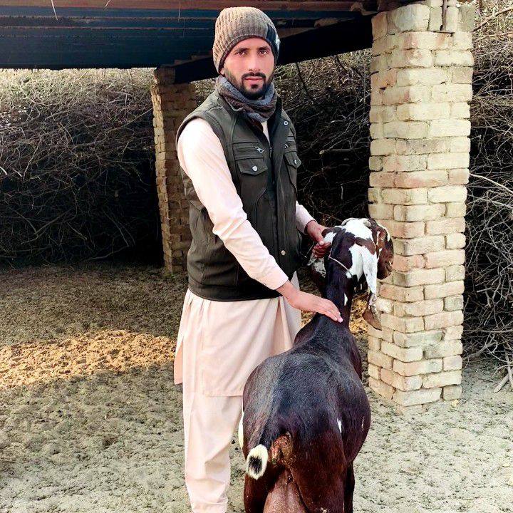 Muhammad Rashid goat farm.