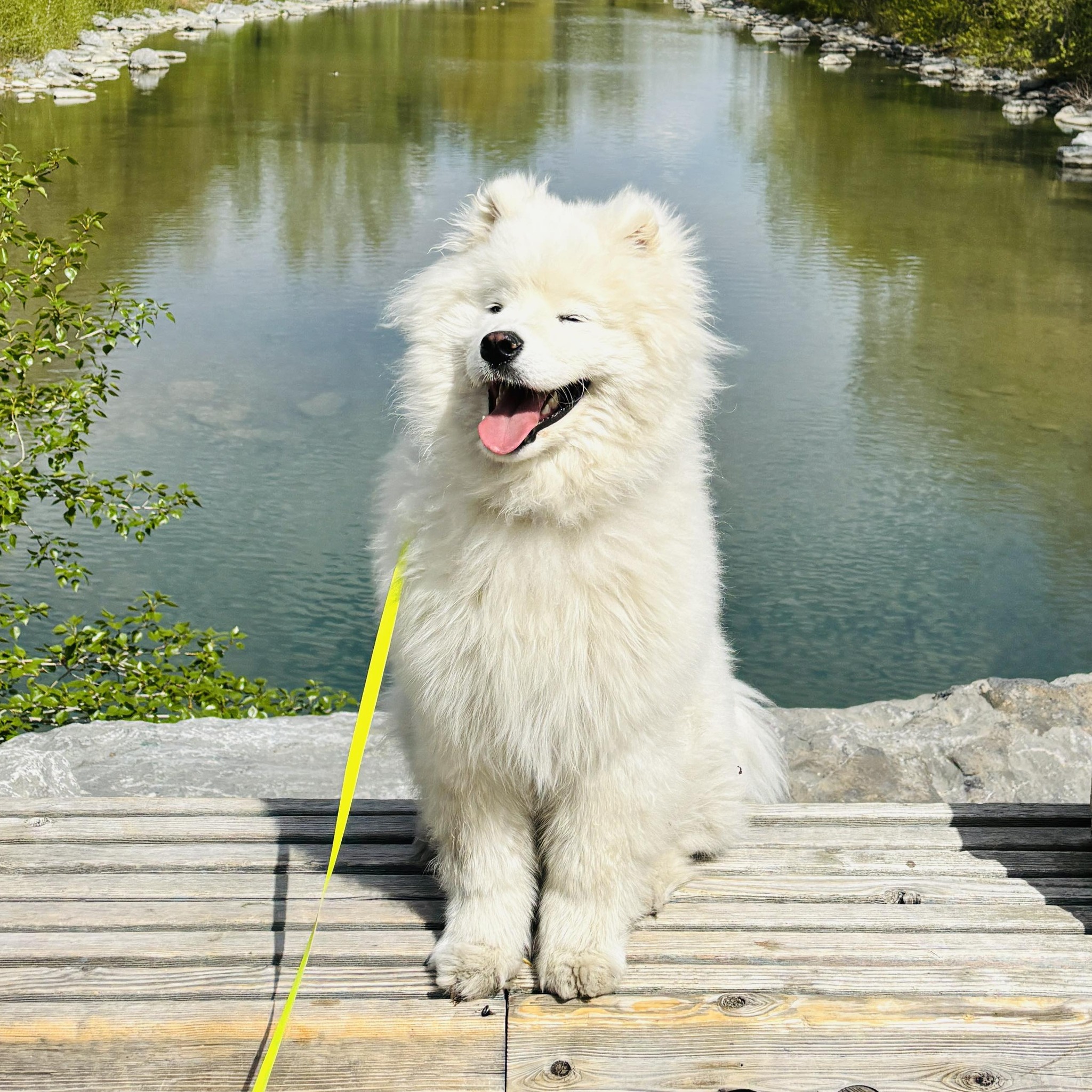Today was the happiest day 🐾 Roxy joined us ️ and Dad took us to the ...