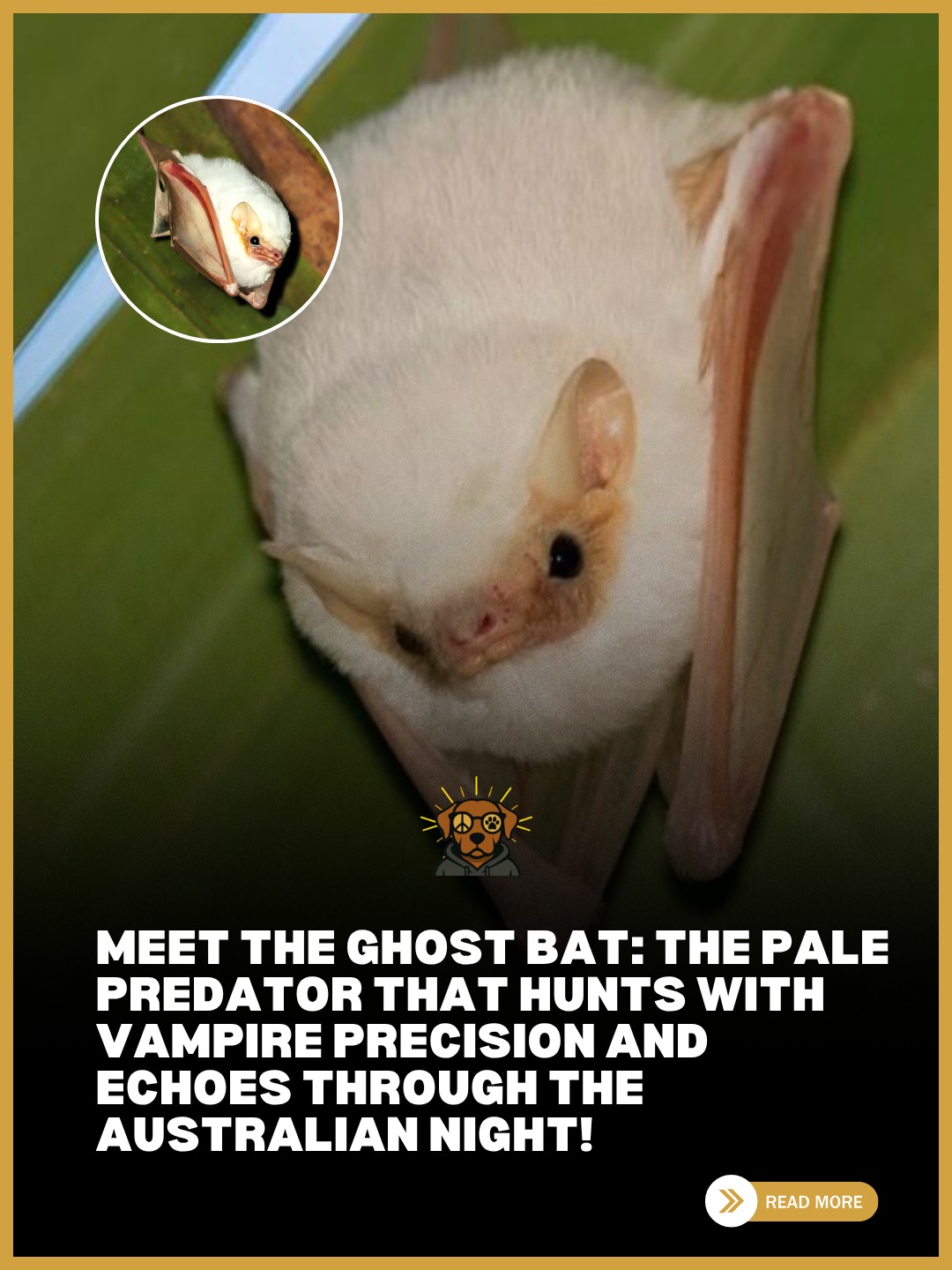 MisfitDog - Meet the Ghost Bat, one of nature’s most mysterious ...