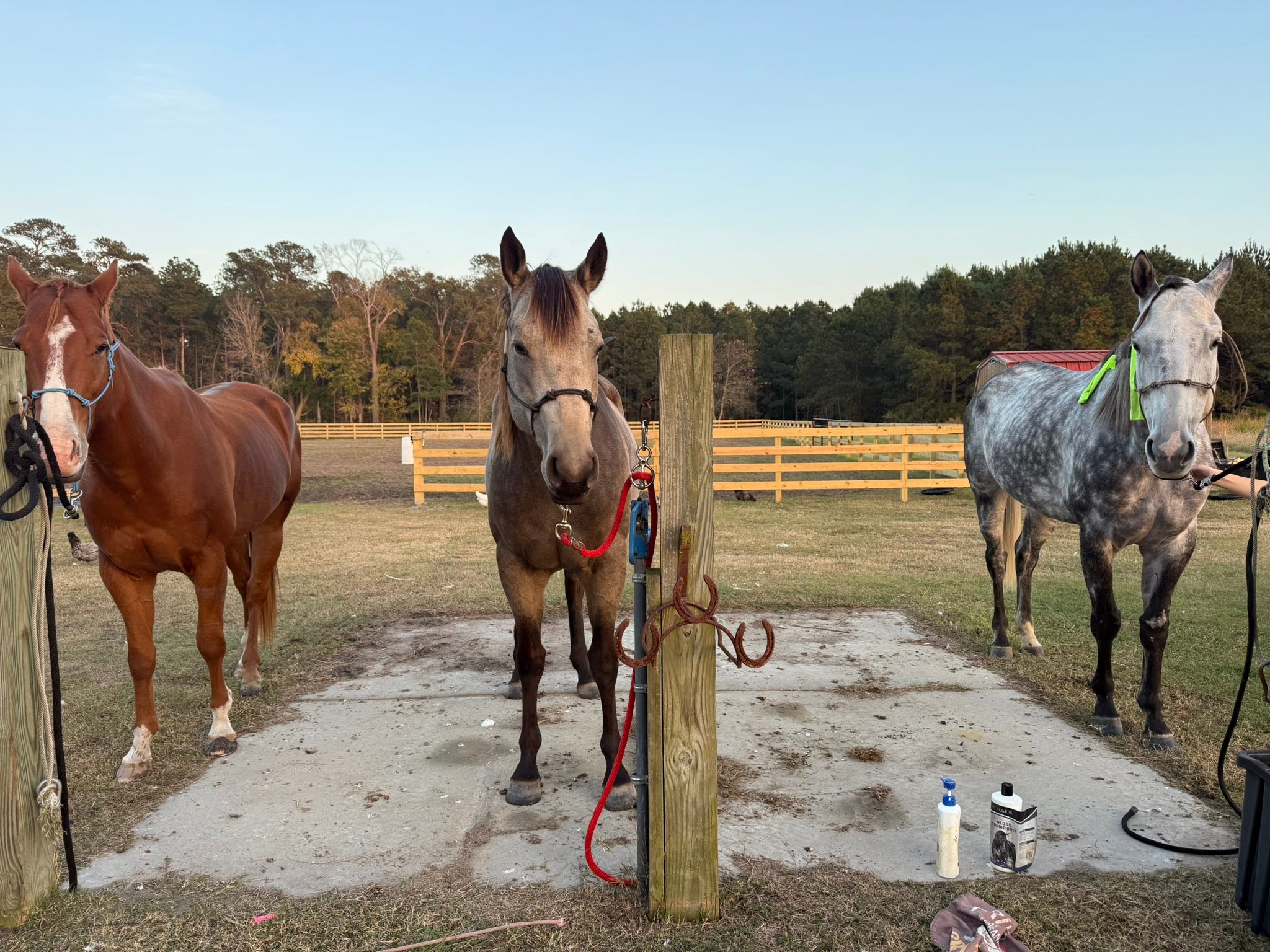 Little Acres Farm &... - Little Acres Farm & Running Horses