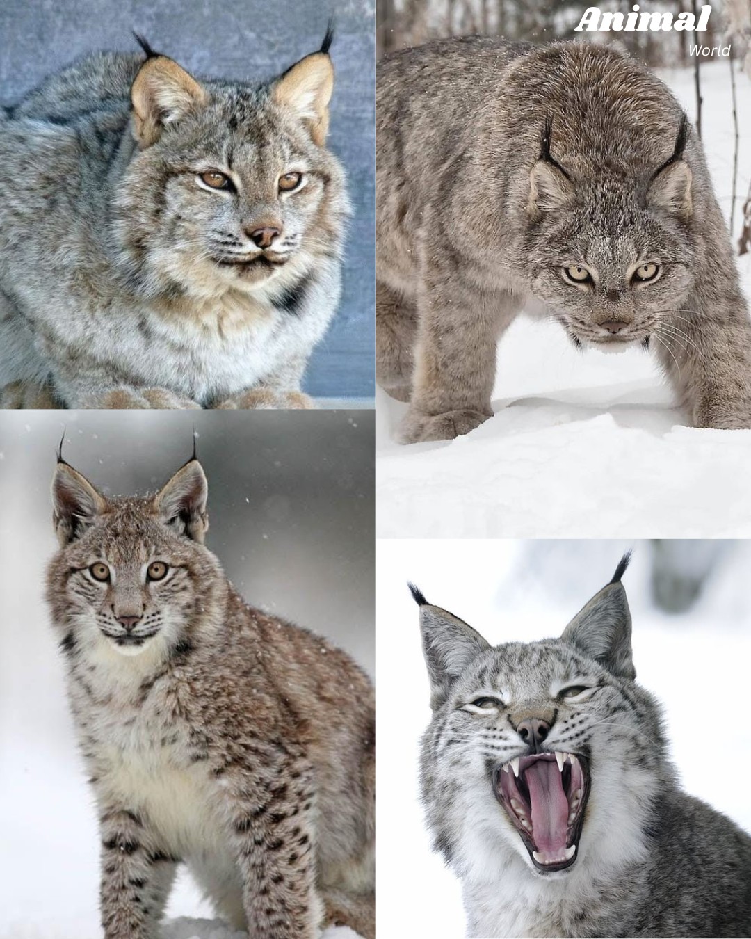 Animal - 🐾 Lynx – The Silent Stalker of the Snowy Wild 📍 Habitat Roams ...