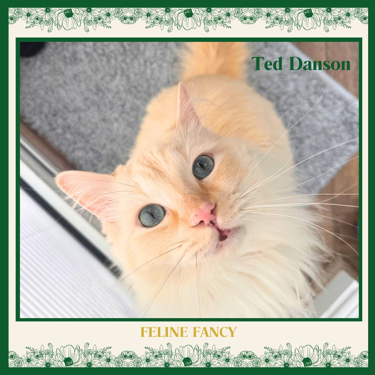 Feline Fancy - 🐾 Meet Ted Danson, our biggest Ragdoll Cat!...