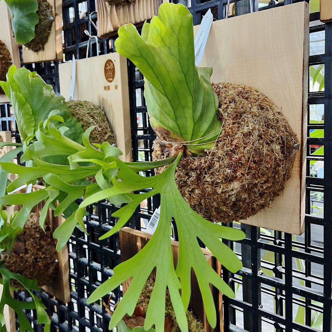 大株】P. Ridleyi Pakarang(TC) 【58】 Platycerium Ridleyi Pakarang