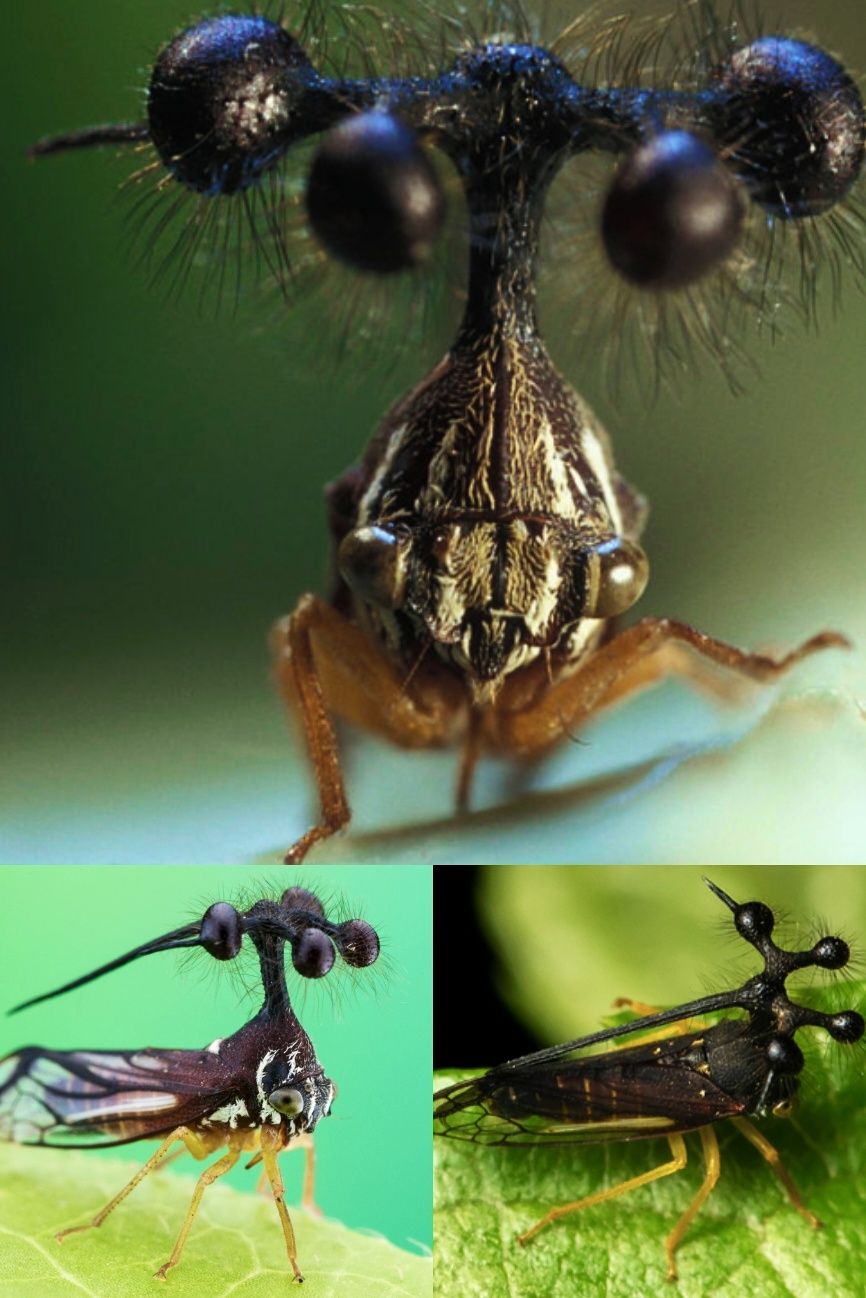WHAT IS THAT FLY!? 🤯🪰 Introducing you to one of the most BIZARRE