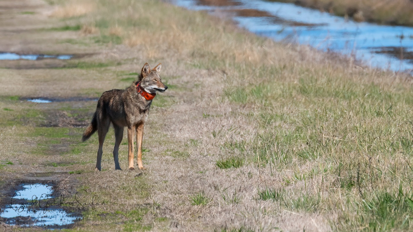 OBX - ON RED WOLF IDENTIFICATION I am often asked how I know one wild ...