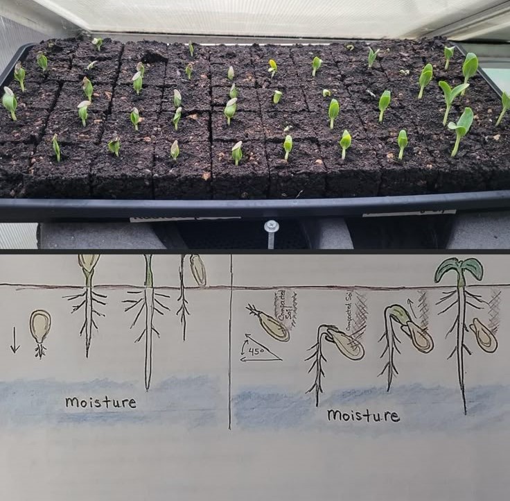 Plants - I did a little experiment with sprouting cucumber seeds in ...