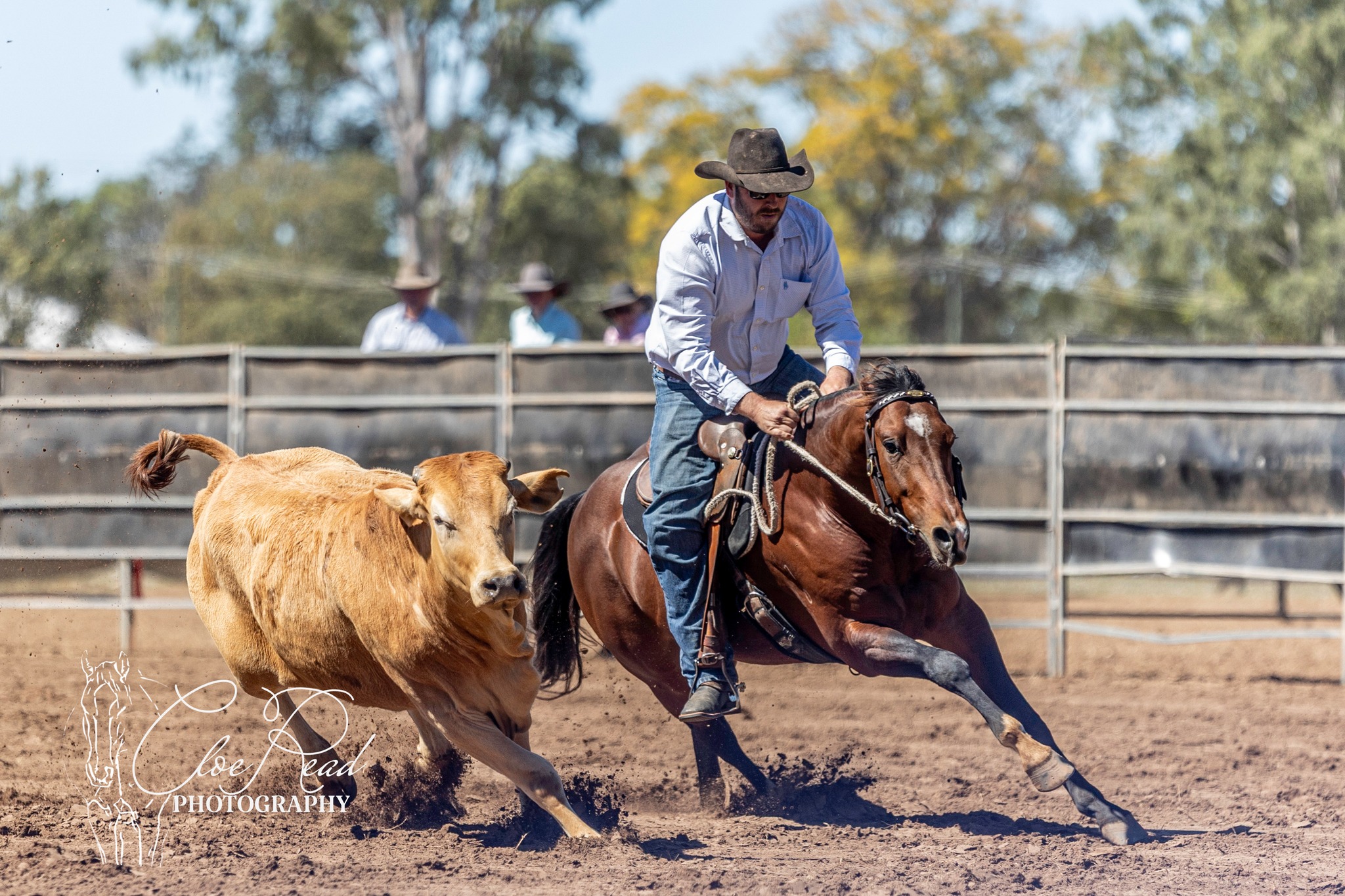 Kalbar Pastoral Co Billy & Beau... - Alpha Rodeo Association | Facebook