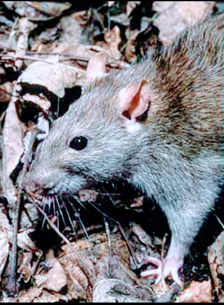 RODENT CONTROL IN POULTRY FARM... - Poultry Solution
