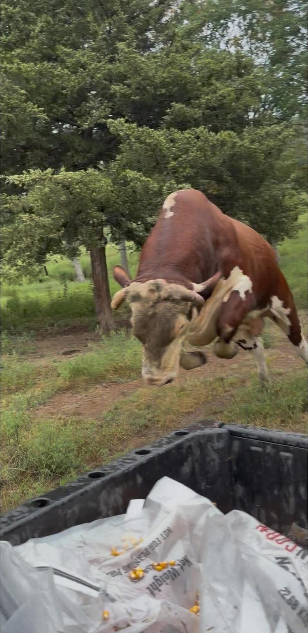 Rufus The Bull - Air Rufus! This is why Redford doesn’t... | Facebook