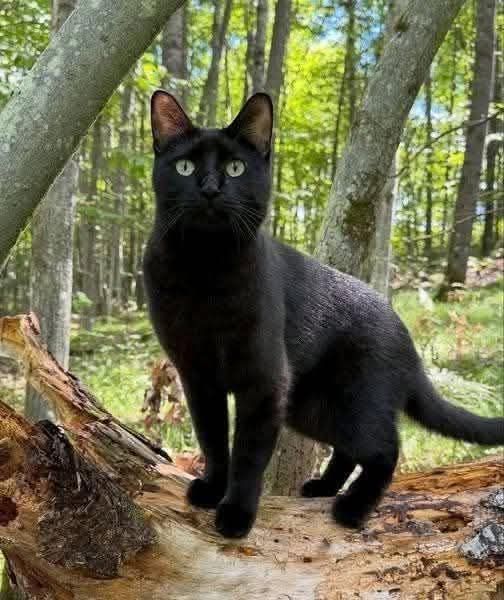 𝗪𝗘 𝗔𝗥𝗘 𝗥𝗘𝗠𝗢𝗩𝗜𝗡𝗚 𝗜𝗡𝗔𝗖𝗧𝗜𝗩𝗘 𝗣𝗘𝗢𝗣𝗟𝗘 𝗔𝗡𝗗... - Black Cat Lovers | Facebook