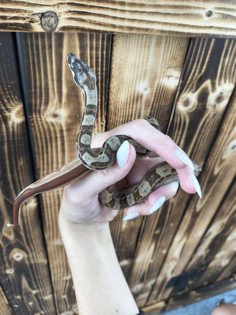 Photo inspiration: Panhandle Exotics Panhandle Exotics Pensacola Pet Store Photo Inspiration